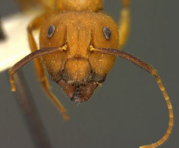 Media type: image; Entomology 22946   Aspect: head frontal view